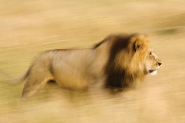 Africa, Kenya, Maasai Mara. Motion blur of walking male lion.