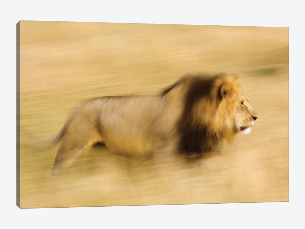 Africa, Kenya, Maasai Mara. Motion blur of walking male lion. by Jaynes Gallery 1-piece Art Print