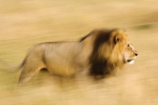Maasai Mara National Reserve: Africa, Kenya, Maasai Mara. Motion blur of walking male lion. by Jaynes Gallery