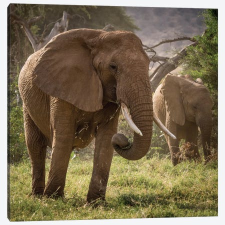 Africa, Kenya. African elephants feeding. Canvas Print #JYG380} by Jaynes Gallery Canvas Wall Art