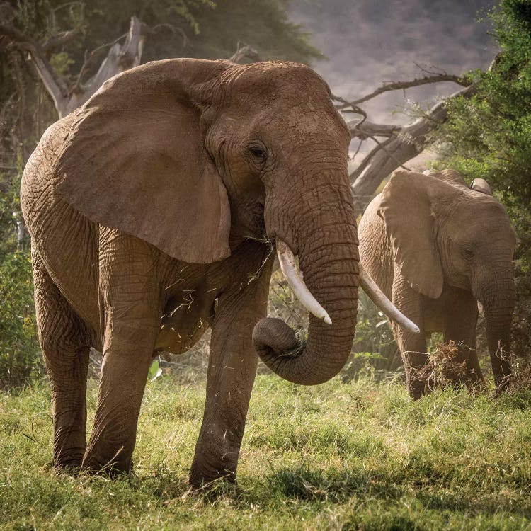 Africa, Kenya. African elephants feeding.