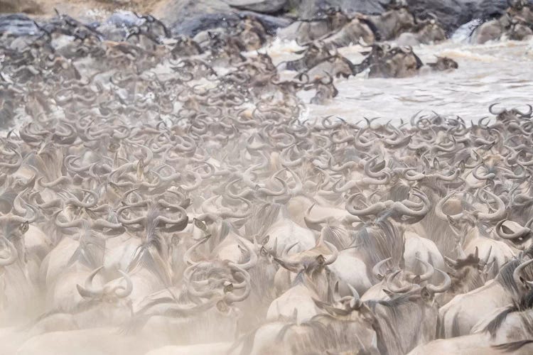 Africa, Kenya. Dusty wildebeest herd crossing river.