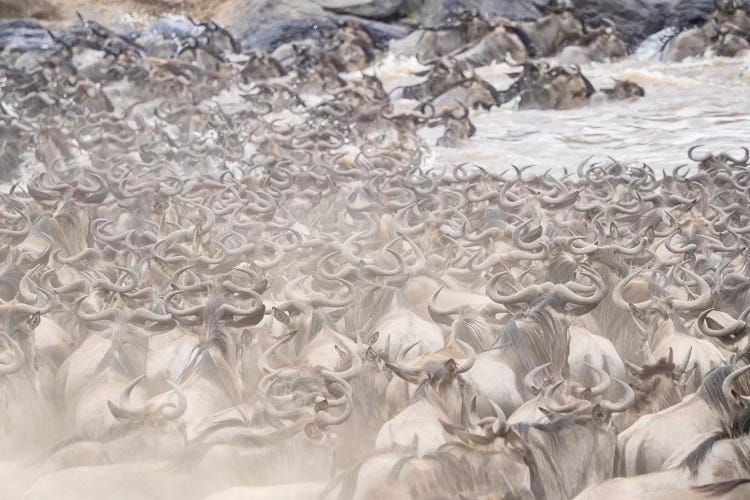 Dusty Wildebeest Herd Crossing River. Africa, Kenya by Jaynes Gallery wall art