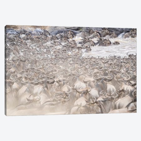 Africa, Kenya. Dusty wildebeest herd crossing river. Canvas Print #JYG381} by Jaynes Gallery Canvas Wall Art
