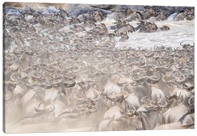 Africa, Kenya. Dusty wildebeest herd crossing river. Canvas Art Print