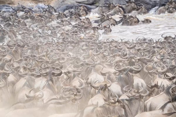 Antelopes: Dusty Wildebeest Herd Crossing River. Africa, Kenya by Jaynes Gallery