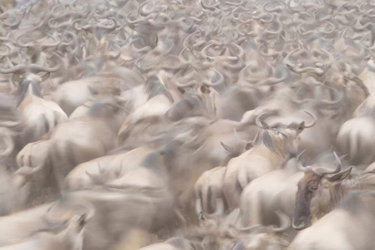 Africa, Kenya. Dusty wildebeest herd.