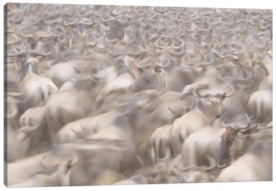 Africa, Kenya. Dusty wildebeest herd. Canvas Art Print - Kenya