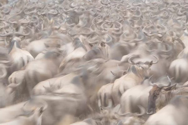 Dusty Wildebeest Herd. Africa, Kenya