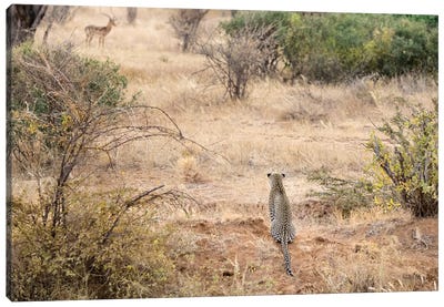 Africa, Kenya. Leopard eying antelope. Canvas Art Print - Kenya