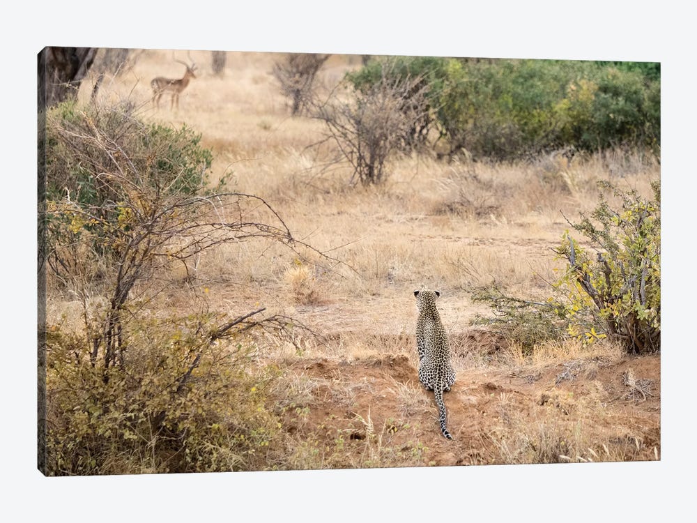 Africa, Kenya. Leopard eying antelope. by Jaynes Gallery 1-piece Canvas Print