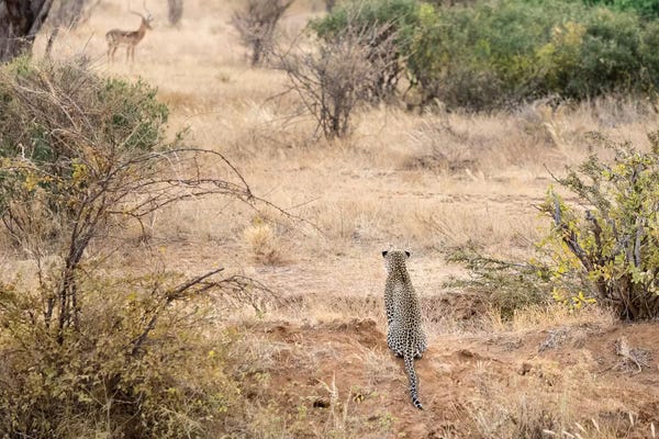Leopards: Africa, Kenya. Leopard eying antelope. by Jaynes Gallery