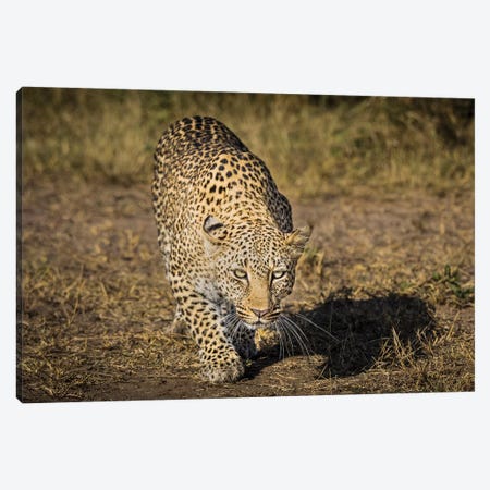 Africa, Kenya. Leopard ready to attack. Canvas Print #JYG384} by Jaynes Gallery Art Print