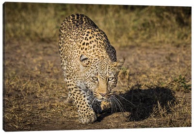 Africa, Kenya. Leopard ready to attack. Canvas Art Print - Kenya