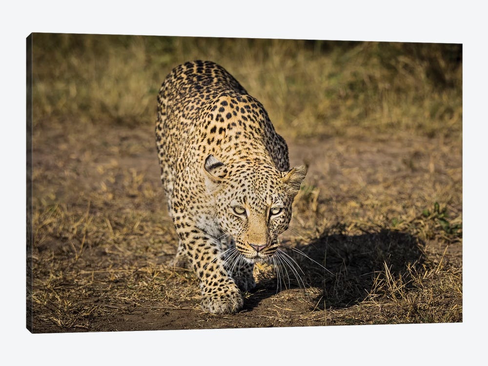 Africa, Kenya. Leopard ready to attack. by Jaynes Gallery 1-piece Canvas Art