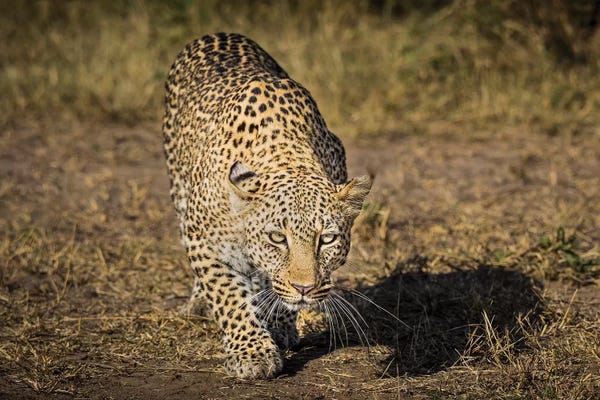 Leopards: Africa, Kenya. Leopard ready to attack. by Jaynes Gallery