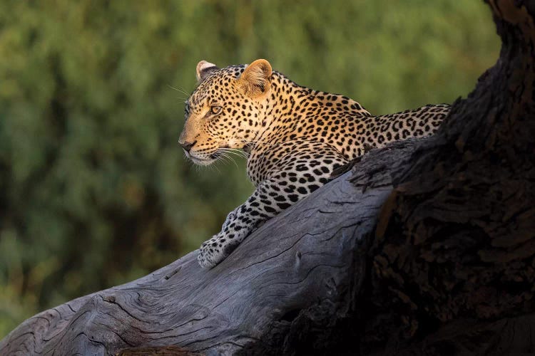 Africa, Kenya. Leopard resting on dead tree.