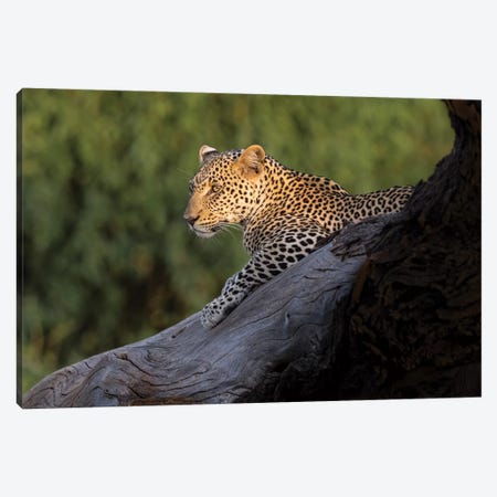 Africa, Kenya. Leopard resting on dead tree. Canvas Print #JYG385} by Jaynes Gallery Canvas Art Print