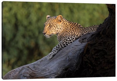 Africa, Kenya. Leopard resting on dead tree. Canvas Art Print - Kenya