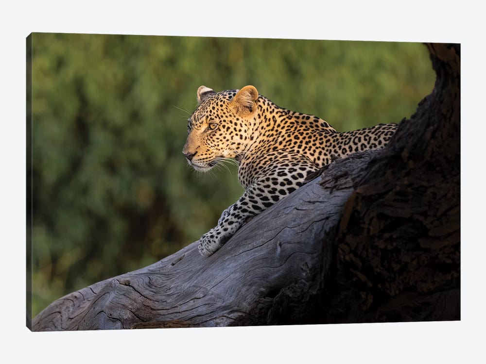 Africa, Kenya. Leopard resting on dead tree. by Jaynes Gallery 1-piece Canvas Art Print