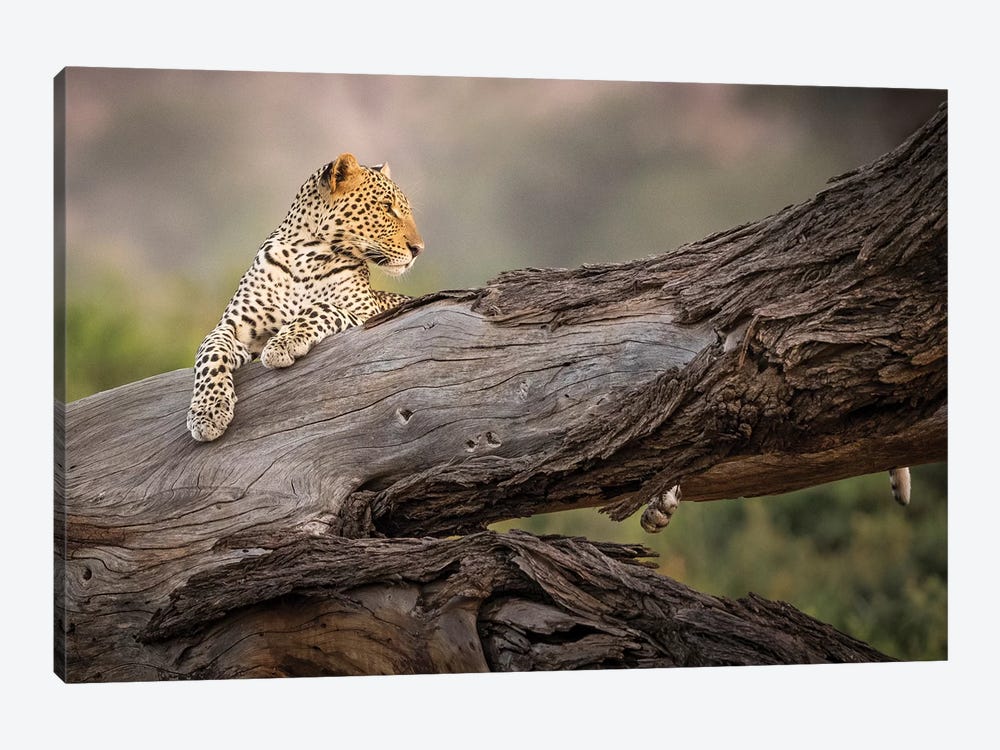 Africa, Kenya. Leopard resting on dead tree. by Jaynes Gallery 1-piece Canvas Wall Art