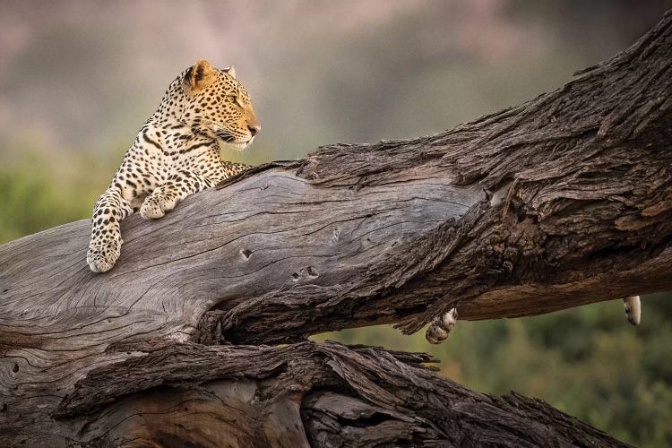 Africa, Kenya. Leopard resting on dead tree.