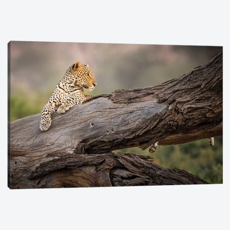 Africa, Kenya. Leopard resting on dead tree. Canvas Print #JYG386} by Jaynes Gallery Art Print