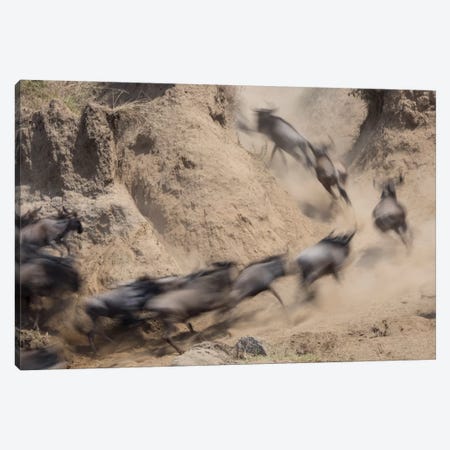 Africa, Kenya. Wildebeests running up hill. Canvas Print #JYG387} by Jaynes Gallery Canvas Art Print