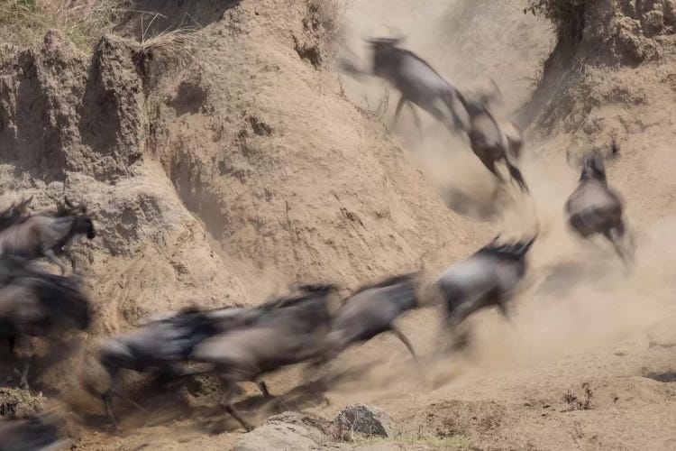 Africa, Kenya. Wildebeests running up hill.