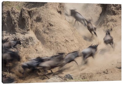 Africa, Kenya. Wildebeests running up hill. Canvas Art Print - Kenya