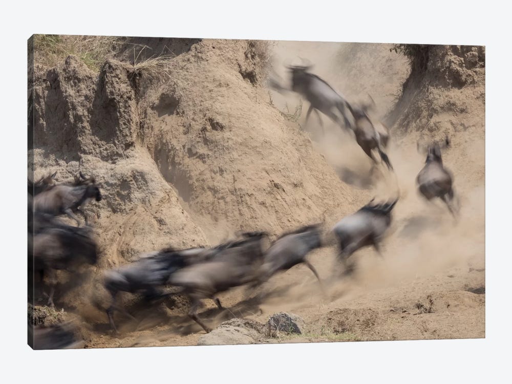 Africa, Kenya. Wildebeests running up hill. by Jaynes Gallery 1-piece Canvas Print