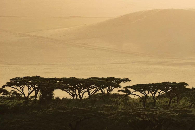 Africa, Tanzania, Ngorongoro Conservation Area. Highlands trees in shade.