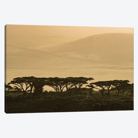 Africa, Tanzania, Ngorongoro Conservation Area. Highlands trees in shade. Canvas Print #JYG392} by Jaynes Gallery Canvas Art Print