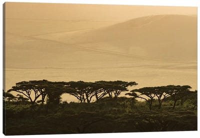 Africa, Tanzania, Ngorongoro Conservation Area. Highlands trees in shade. Canvas Art Print - Tanzania