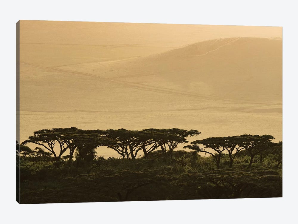 Africa, Tanzania, Ngorongoro Conservation Area. Highlands trees in shade. by Jaynes Gallery 1-piece Canvas Print