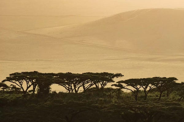 Highlands Trees In Shade. Africa, Tanzania, Ngorongoro Conservation Area