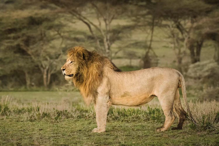 Africa, Tanzania, Ngorongoro Conservation Area. Male lion in profile.