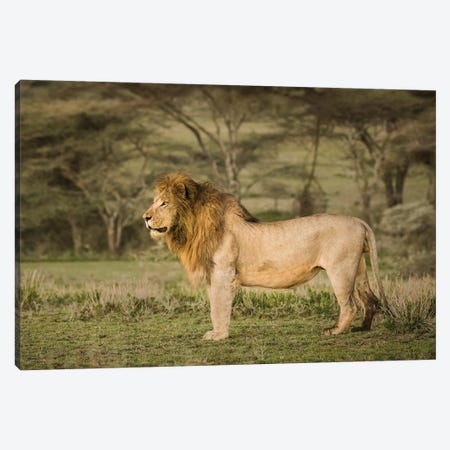 Africa, Tanzania, Ngorongoro Conservation Area. Male lion in profile. Canvas Print #JYG393} by Jaynes Gallery Canvas Print