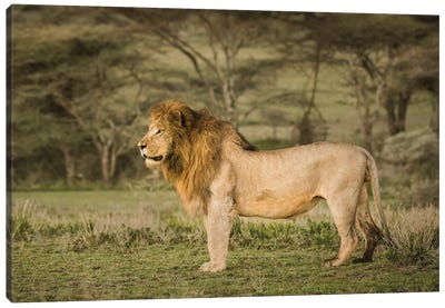 Africa, Tanzania, Ngorongoro Conservation Area. Male lion in profile. Canvas Art Print