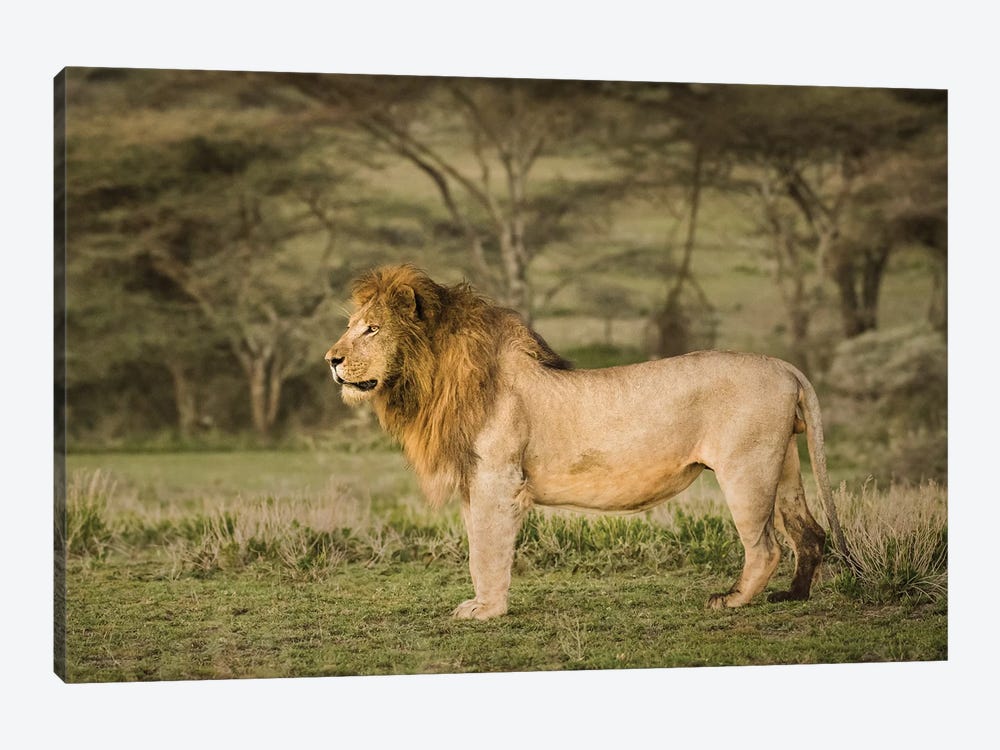 Africa, Tanzania, Ngorongoro Conservation Area. Male lion in profile. by Jaynes Gallery 1-piece Canvas Artwork