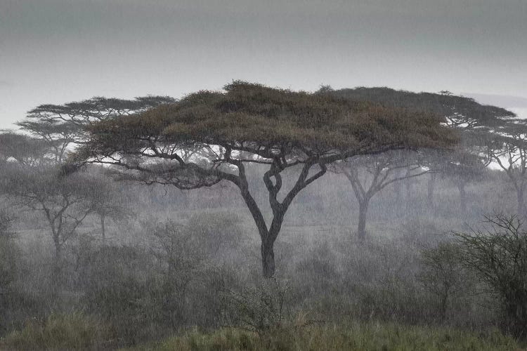 Africa, Tanzania, Ngorongoro Conservation Area. Rain and trees on savannah.