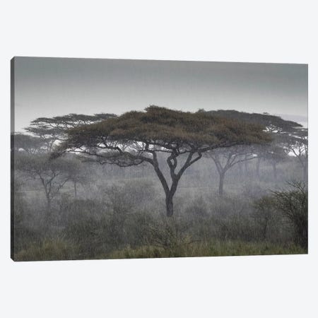 Africa, Tanzania, Ngorongoro Conservation Area. Rain and trees on savannah. Canvas Print #JYG394} by Jaynes Gallery Canvas Wall Art