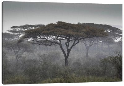 Africa, Tanzania, Ngorongoro Conservation Area. Rain and trees on savannah. Canvas Art Print - Jaynes Gallery