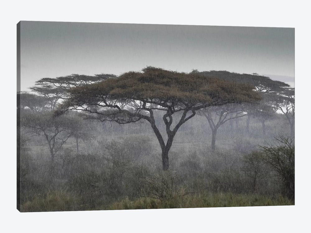 Africa, Tanzania, Ngorongoro Conservation Area. Rain and trees on savannah. by Jaynes Gallery 1-piece Art Print