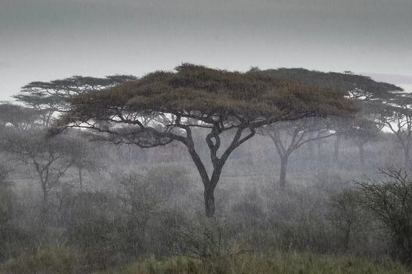 Ngorongoro Conservation Area