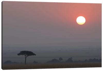 Africa, Tanzania, Ngorongoro Conservation Area. Savannah at sunset. Canvas Art Print