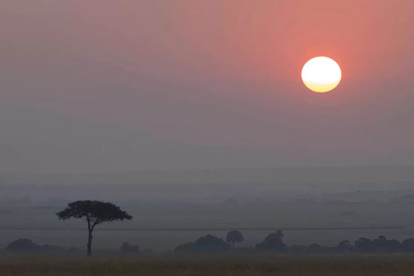 Savannah At Sunset. Africa, Tanzania, Ngorongoro Conservation Area