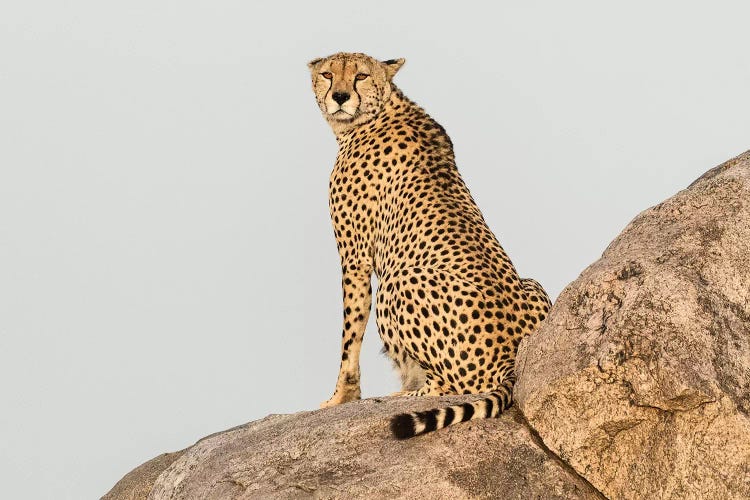 Africa, Tanzania, Serengeti National Park. Close-up of cheetah on boulder.