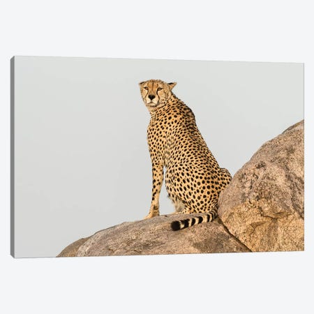 Africa, Tanzania, Serengeti National Park. Close-up of cheetah on boulder. Canvas Print #JYG396} by Jaynes Gallery Canvas Artwork