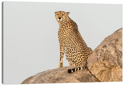 Africa, Tanzania, Serengeti National Park. Close-up of cheetah on boulder. Canvas Art Print - Tanzania